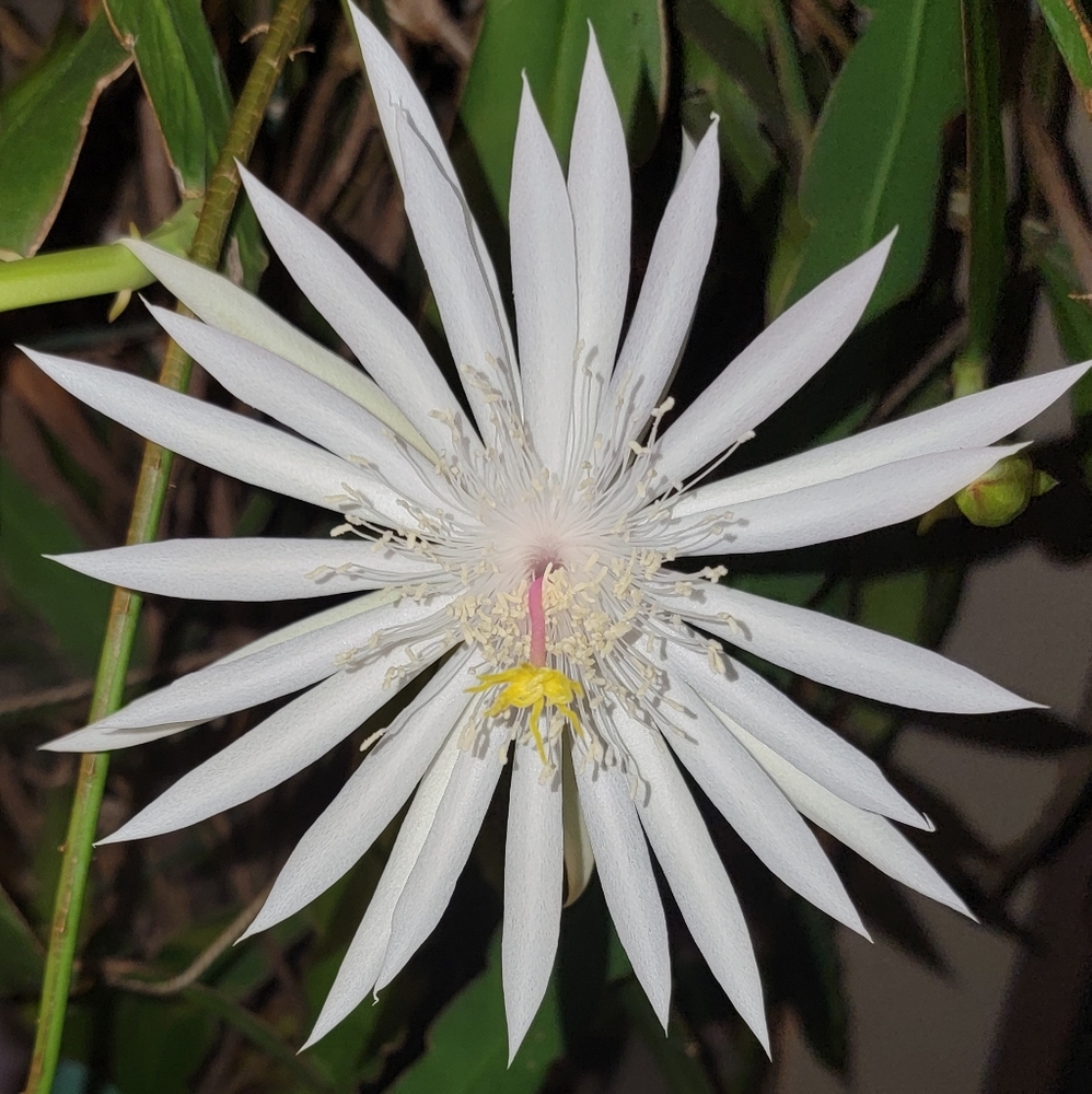 Night Blooming Cactus White Blooms cuttings